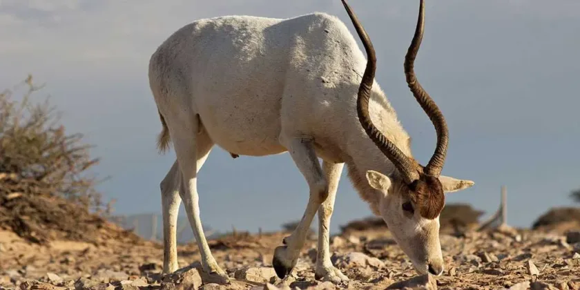 Addax - Screwhorn antelope