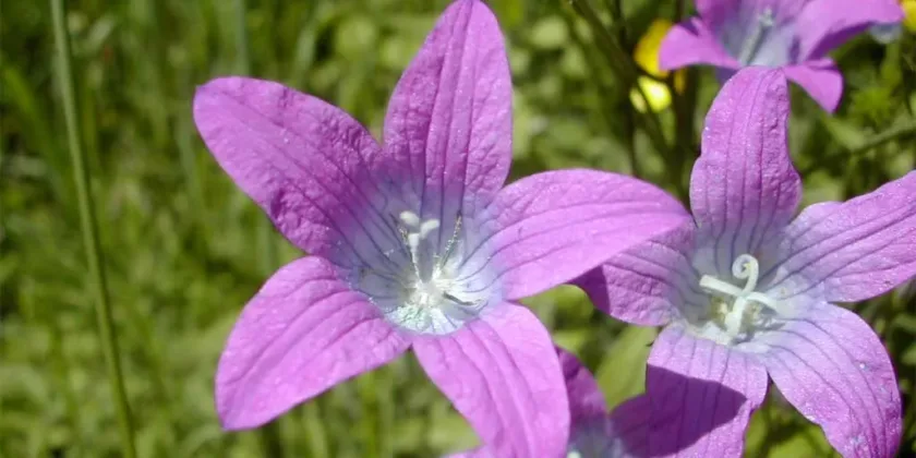 Campanula patula