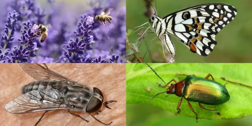 largest group of insects