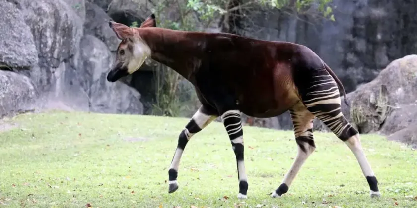 Okapi