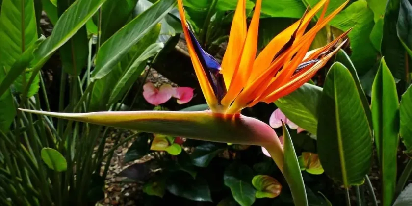 Strelitzia