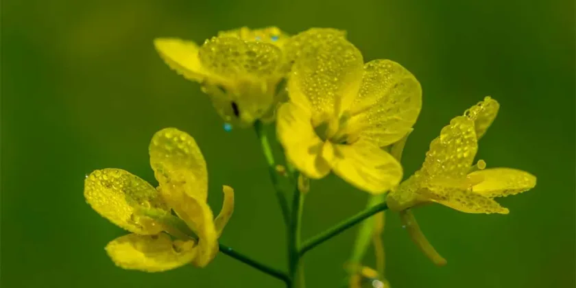 Mustard yellow flowers