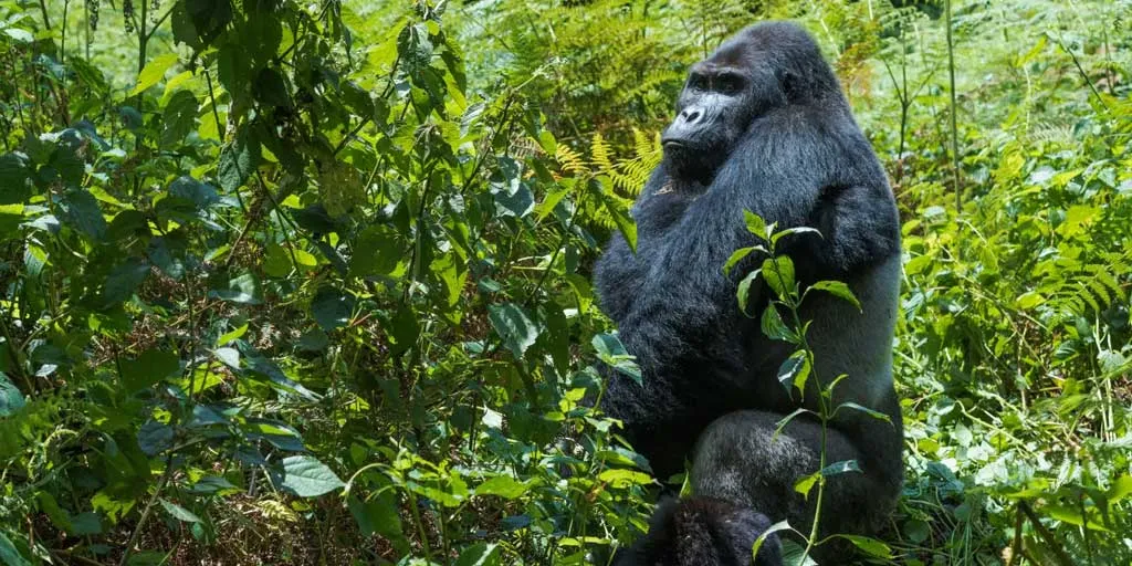 gorilla