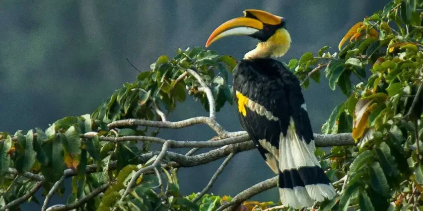 Great hornbill