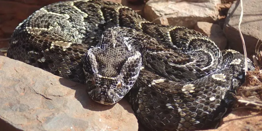 puff adder