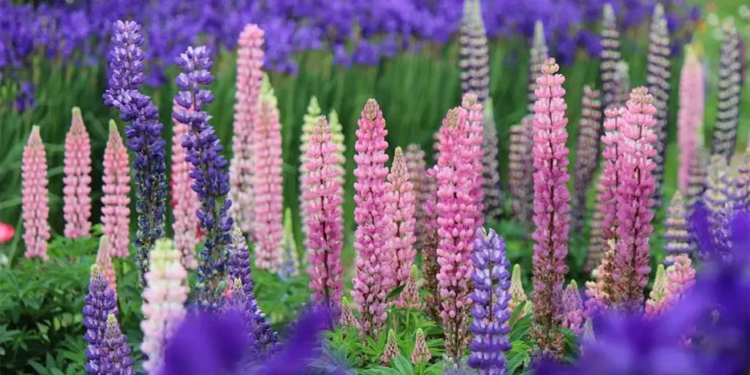 Blomsterlupin