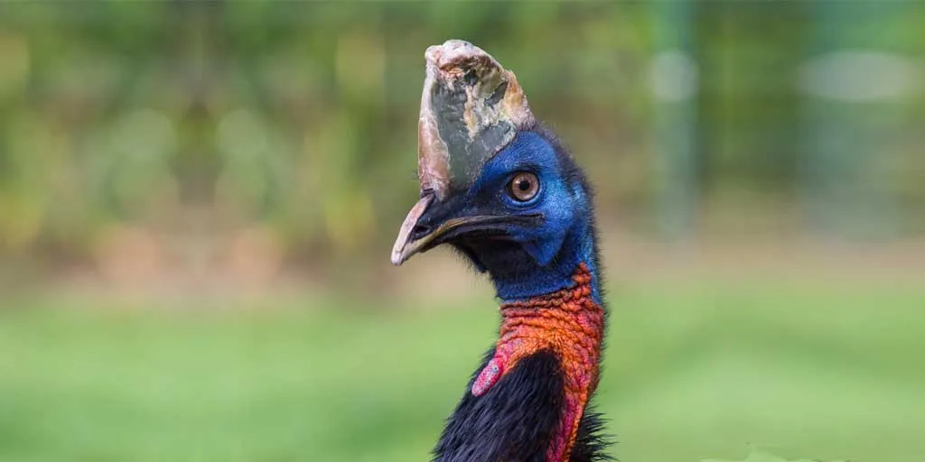 Cassowary