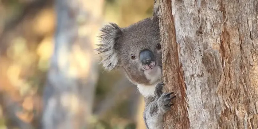 Koala