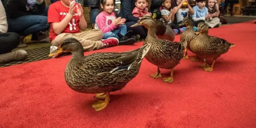 Peabody Ducks