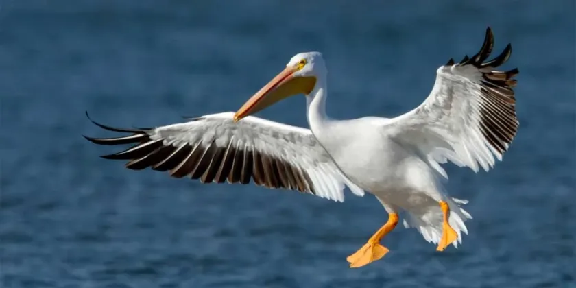 Pelican