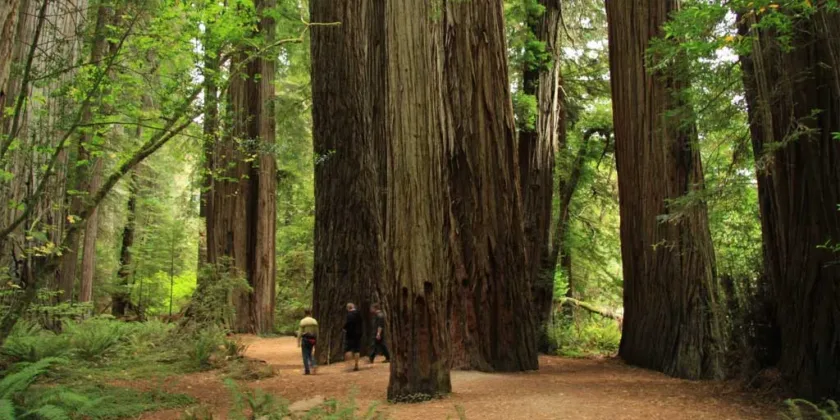 Redwood National Park