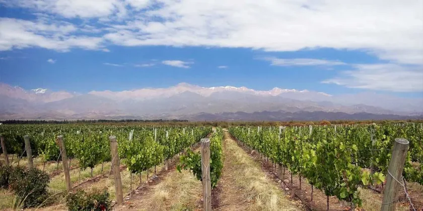 Vingård - Vineyard - Mendoza - Argentina