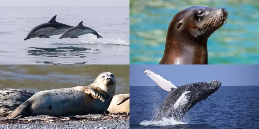 Marine animals x 4