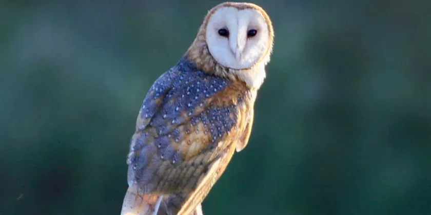 Barn Owl