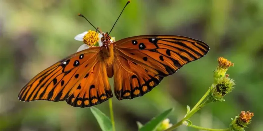 Fjäril Butterfly