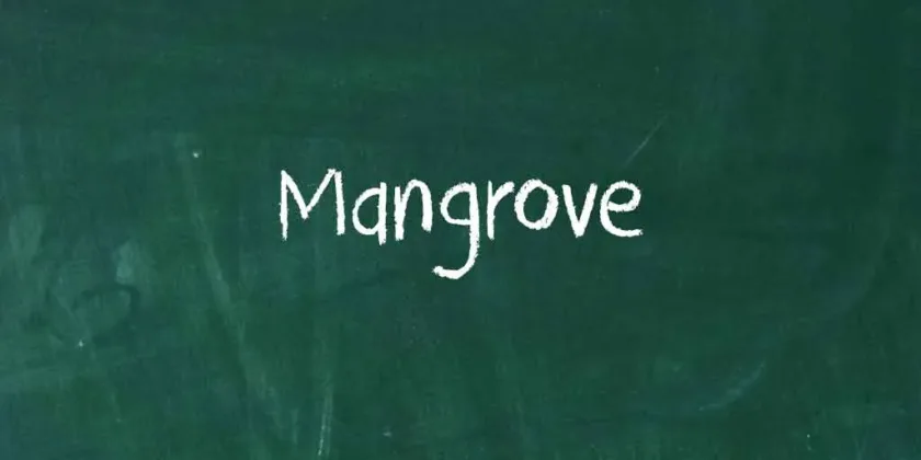 Mangrove