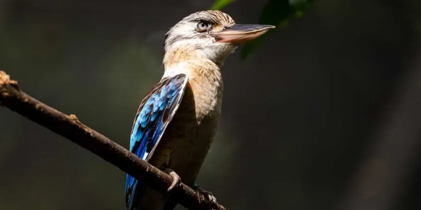 Kookaburra