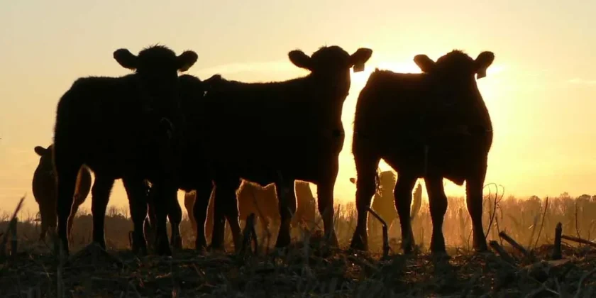 beef cattle Angus