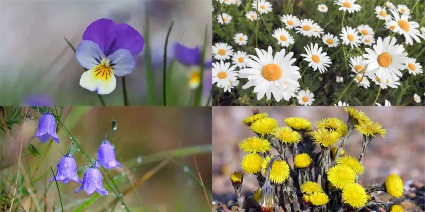 Blommor Blåklocka