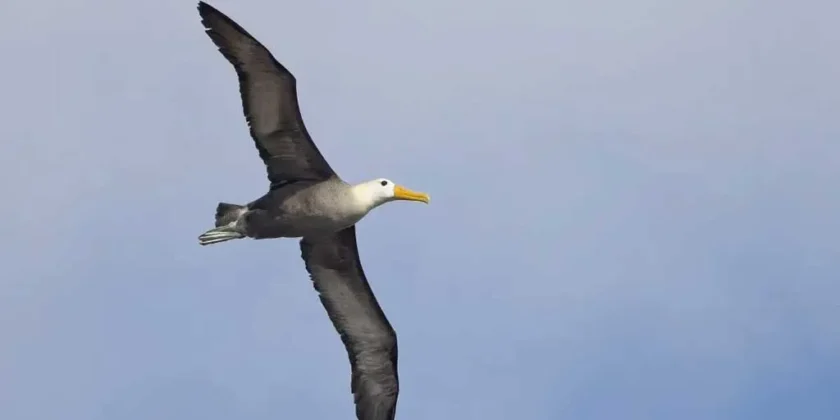 Albatross